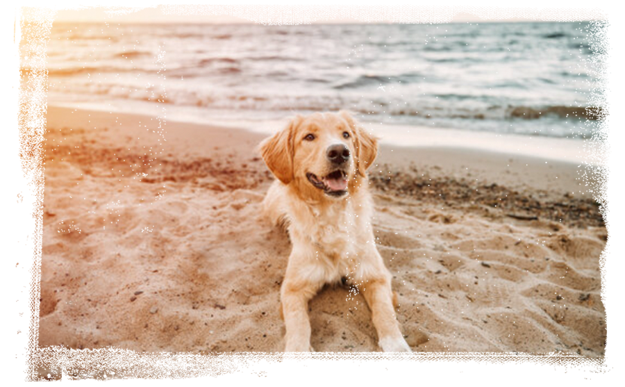 Pets of FMB