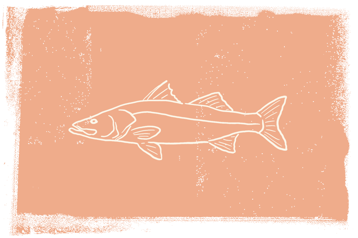 Fishing Fishing charters on Fort Myers Beach