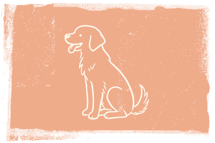 Pet-Friendly Pet-friendly lodging on Fort Myers Beach