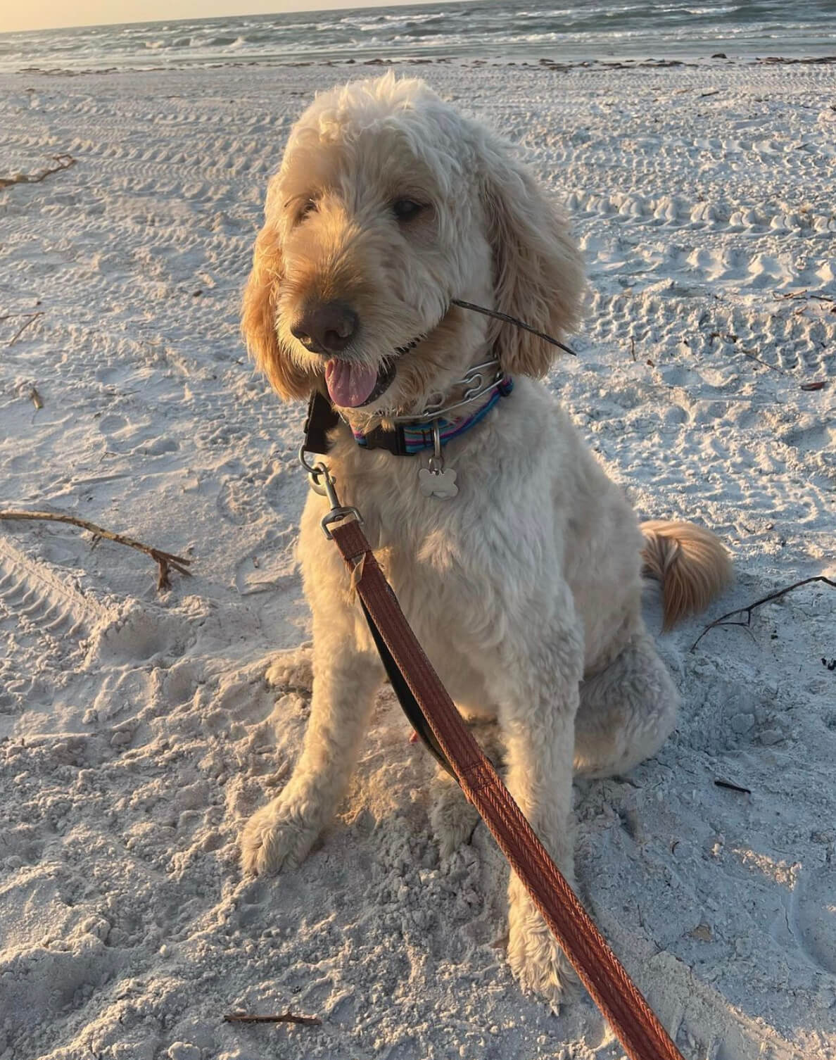 Mac, a golden doodle and the official mascot of the Fort Myers Beach Chamber of Commerce.