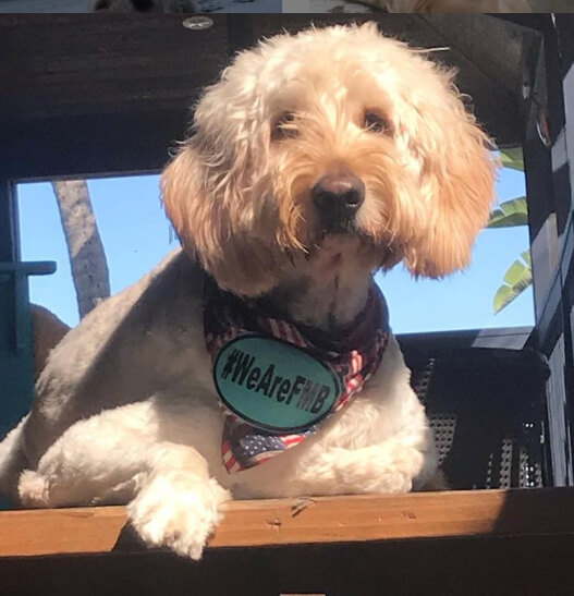 Fort Myers Beach Is Dog Friendly